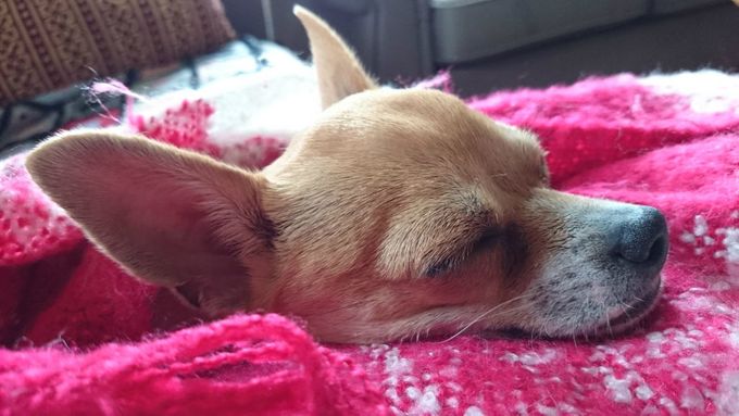 Hundepass i privat hjem- nesten som å være hjemme hos seg selv.